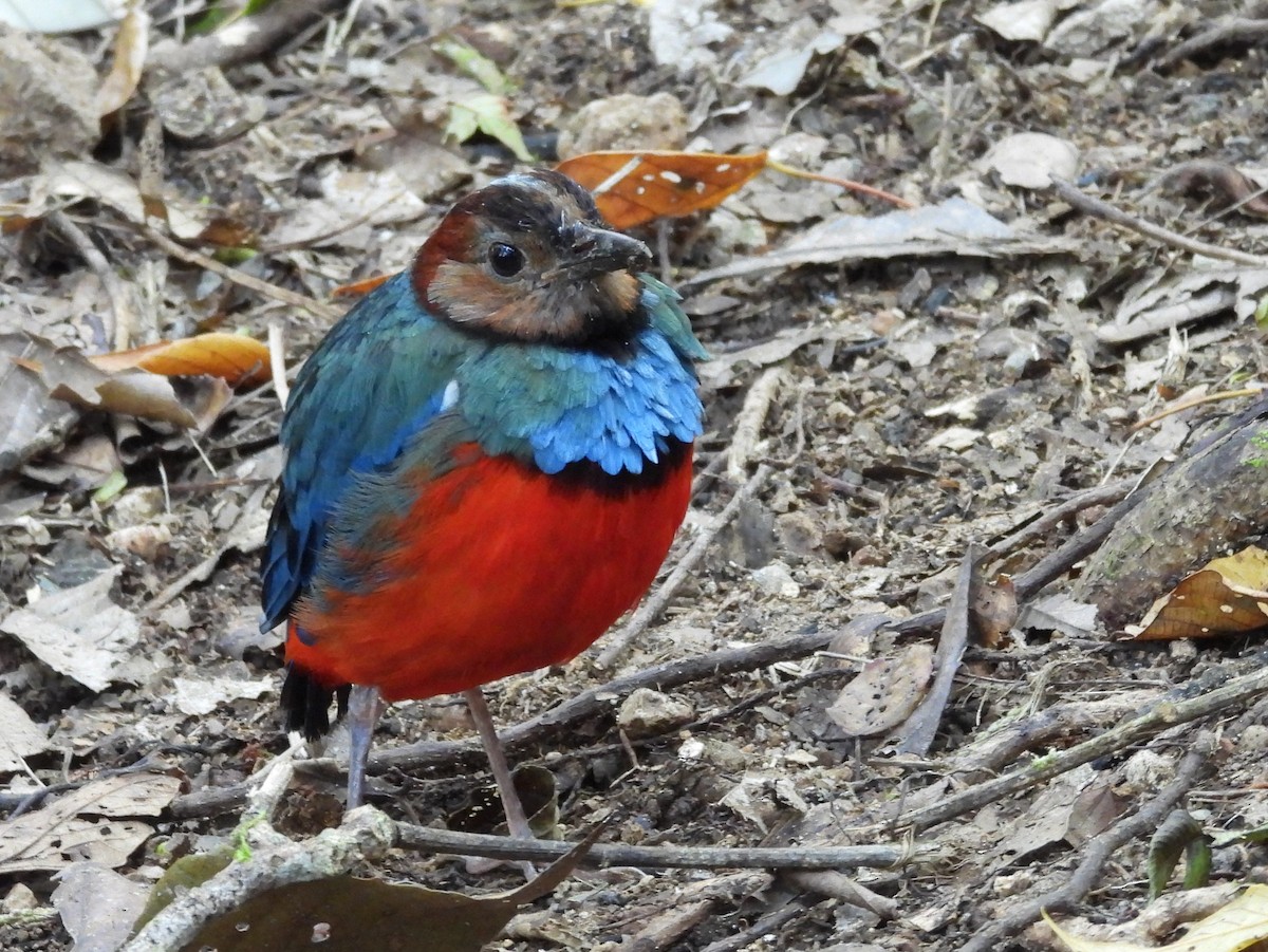 Sulawesi Pitta - ML642694939