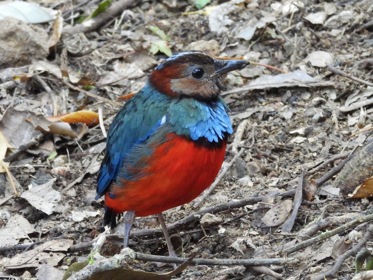 Sulawesi Pitta - ML642694941