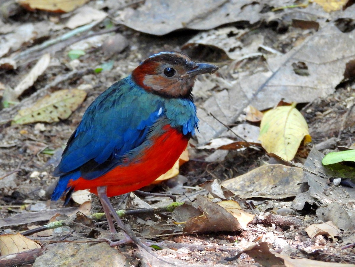 Sulawesi Pitta - ML642694942