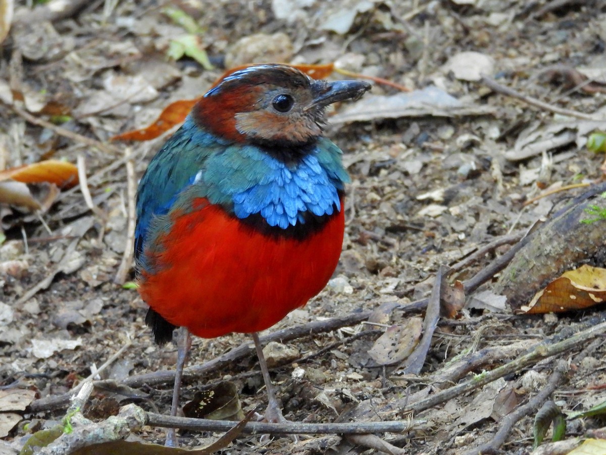 Sulawesi Pitta - ML642694943