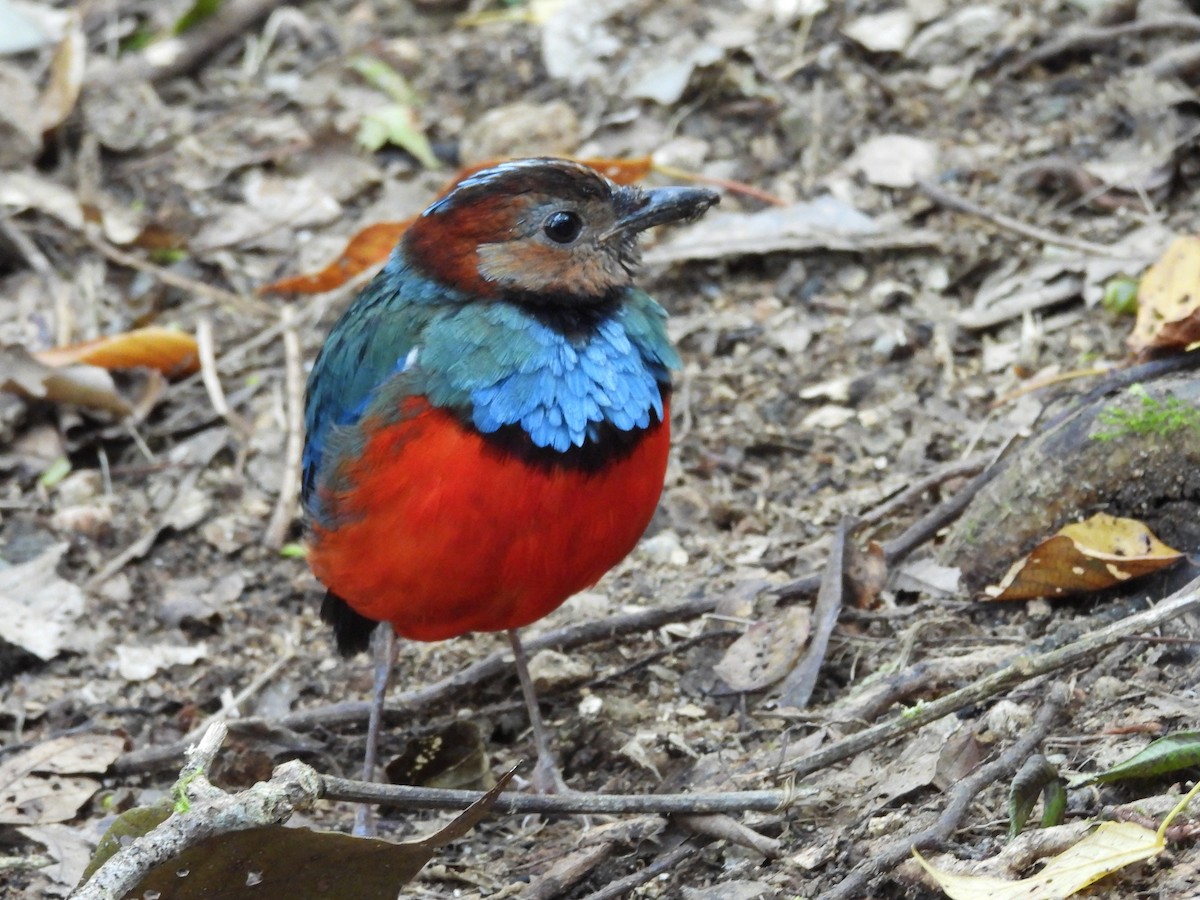 Sulawesi Pitta - ML642694945