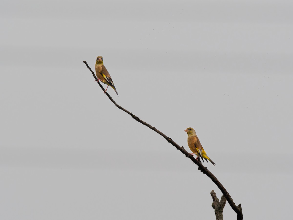 Oriental Greenfinch - ML642694946