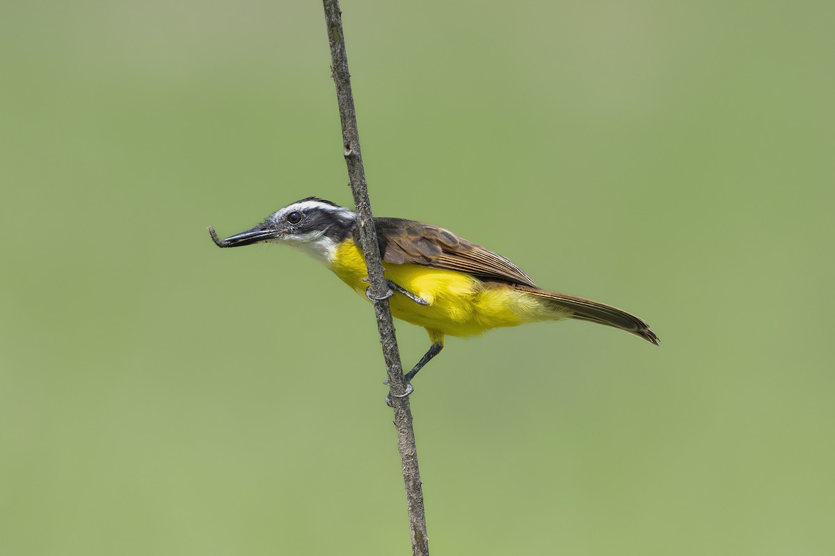 Lesser Kiskadee - ML642694947