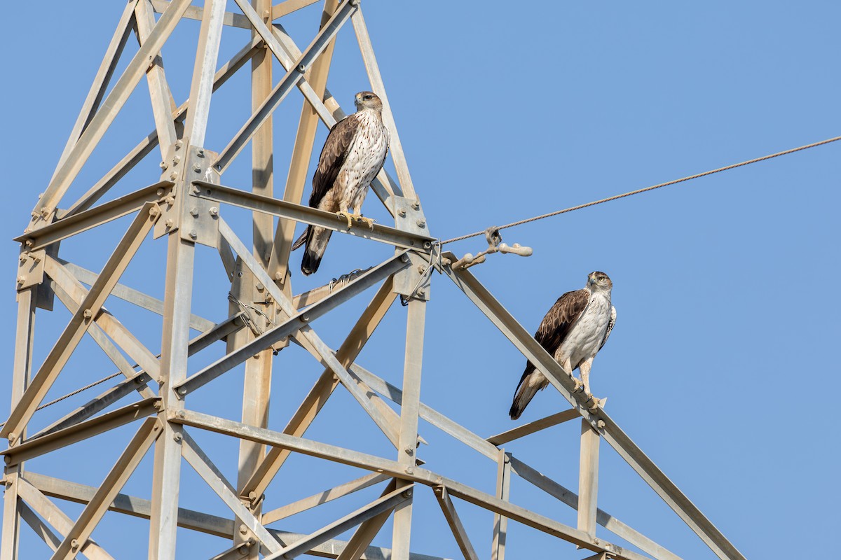 Bonelli's Eagle - ML642694948