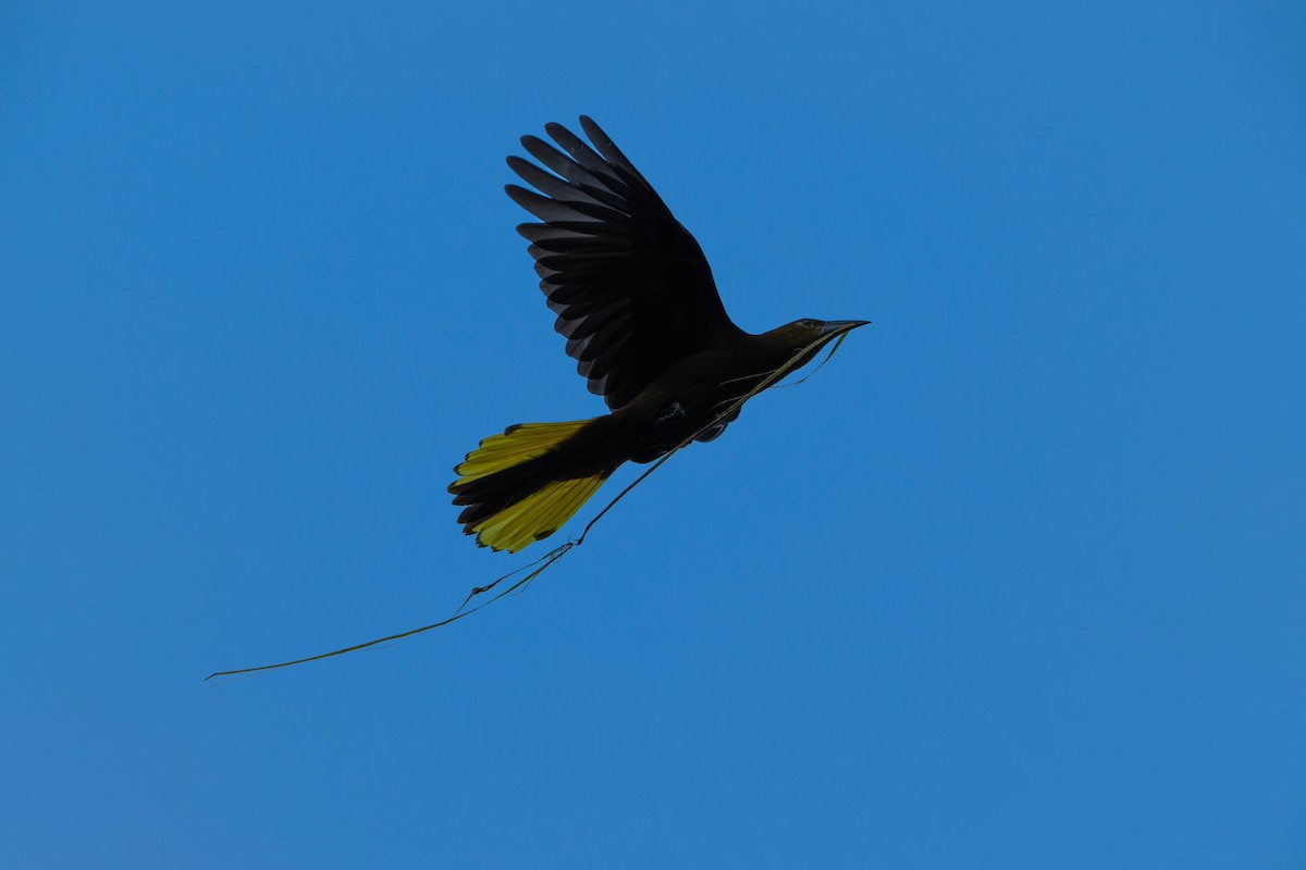 Russet-backed Oropendola - ML642694949