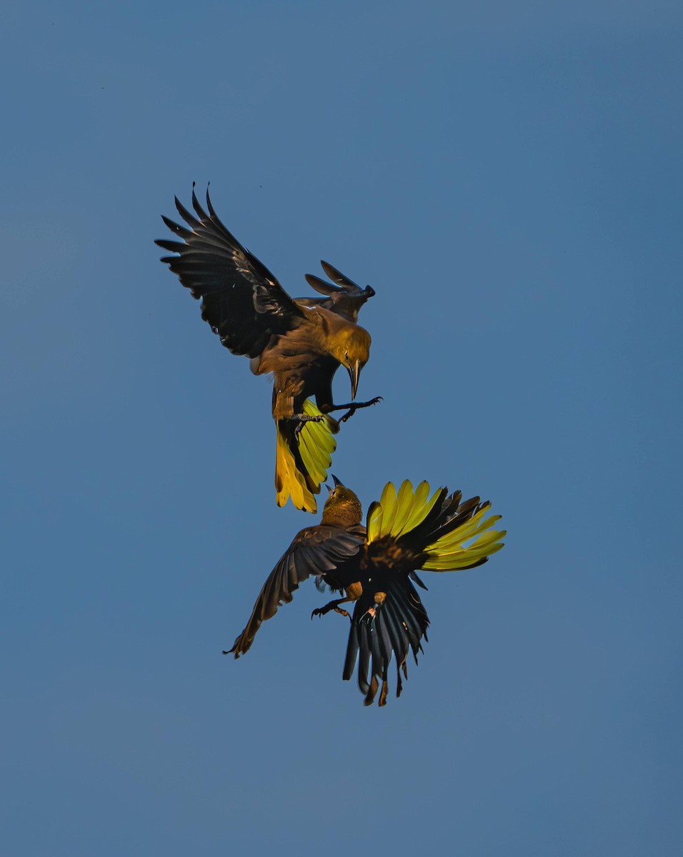 Russet-backed Oropendola - ML642694950
