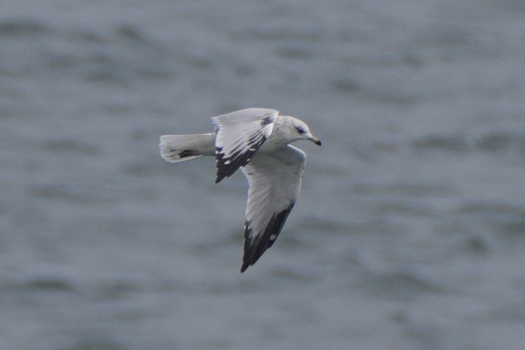 Ring-billed Gull - ML642694951