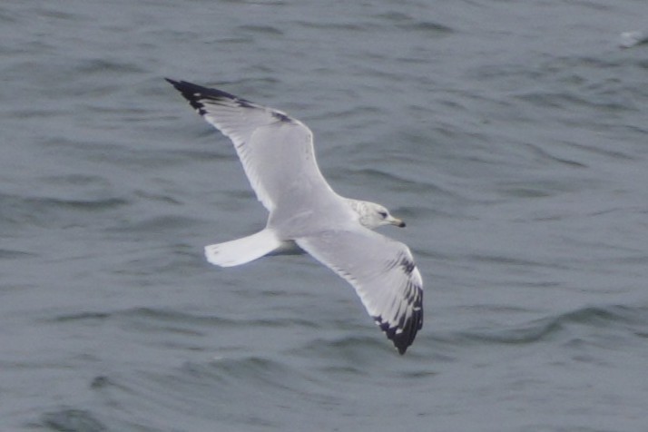 Ring-billed Gull - ML642694952