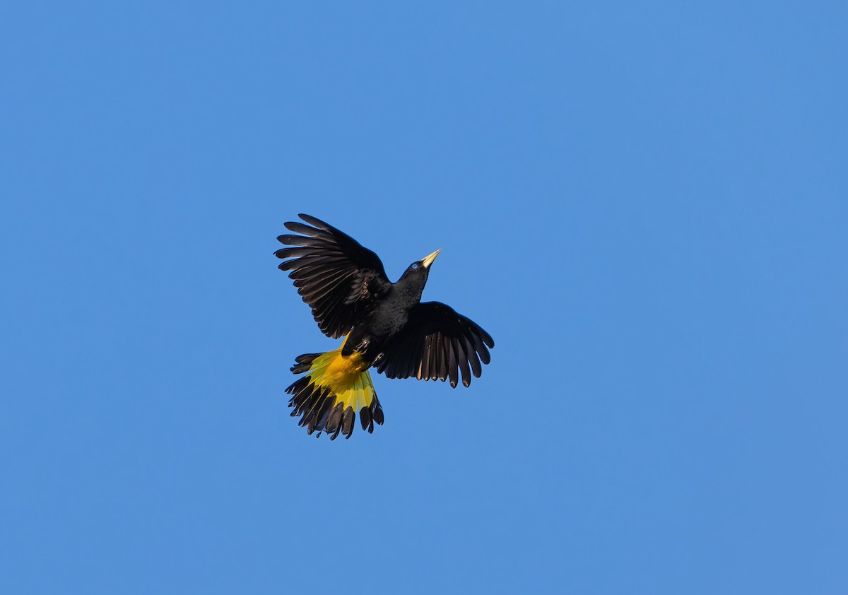 Yellow-rumped Cacique - ML642694953