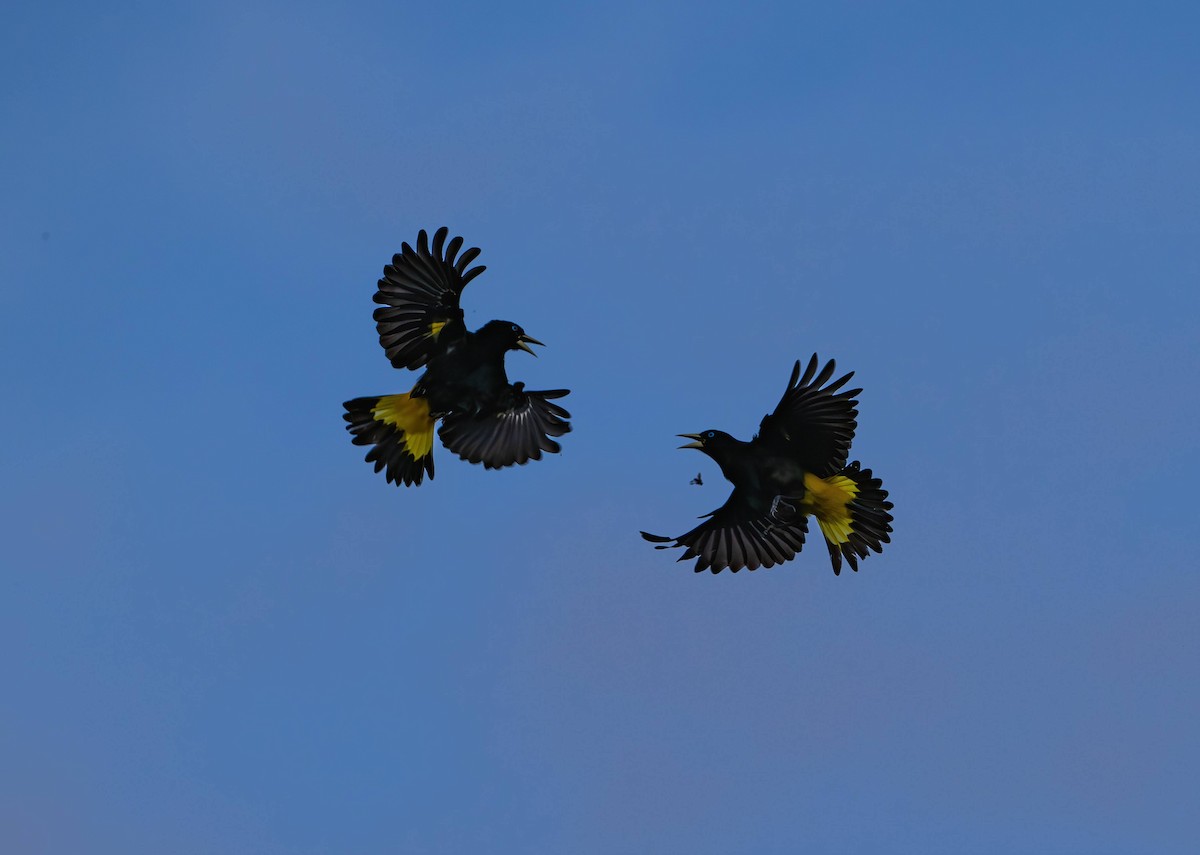 Yellow-rumped Cacique - ML642694954