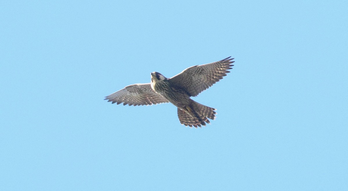 Peregrine Falcon - ML642694955