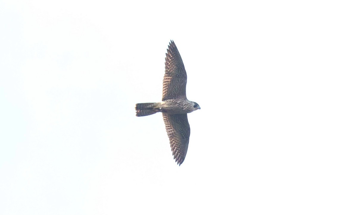 Peregrine Falcon - ML642694956