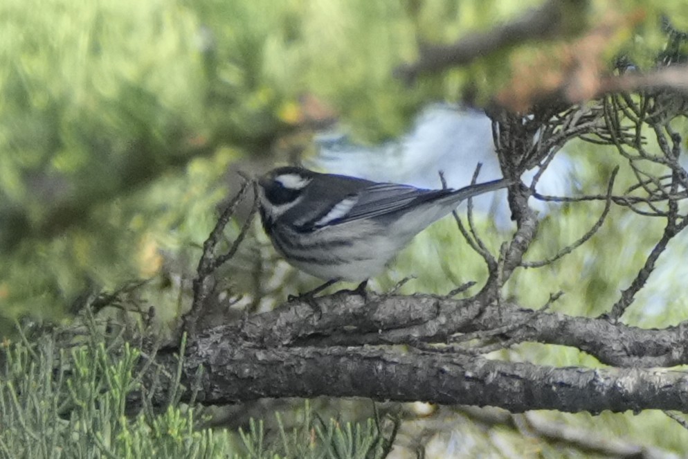 Black-throated Gray Warbler - ML642694962