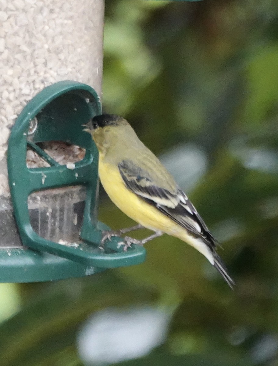 Lesser Goldfinch - ML642694970