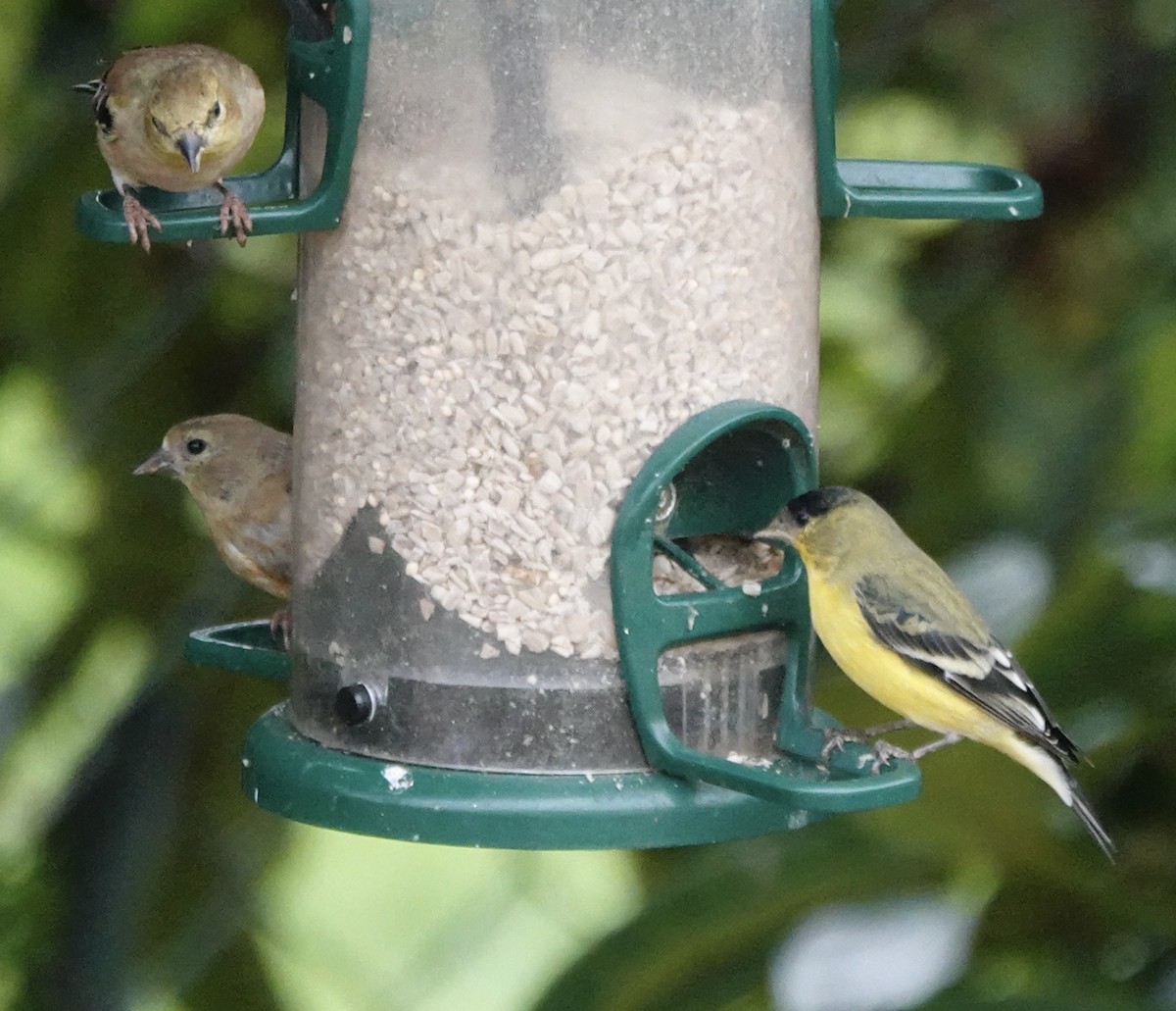 Lesser Goldfinch - ML642694971