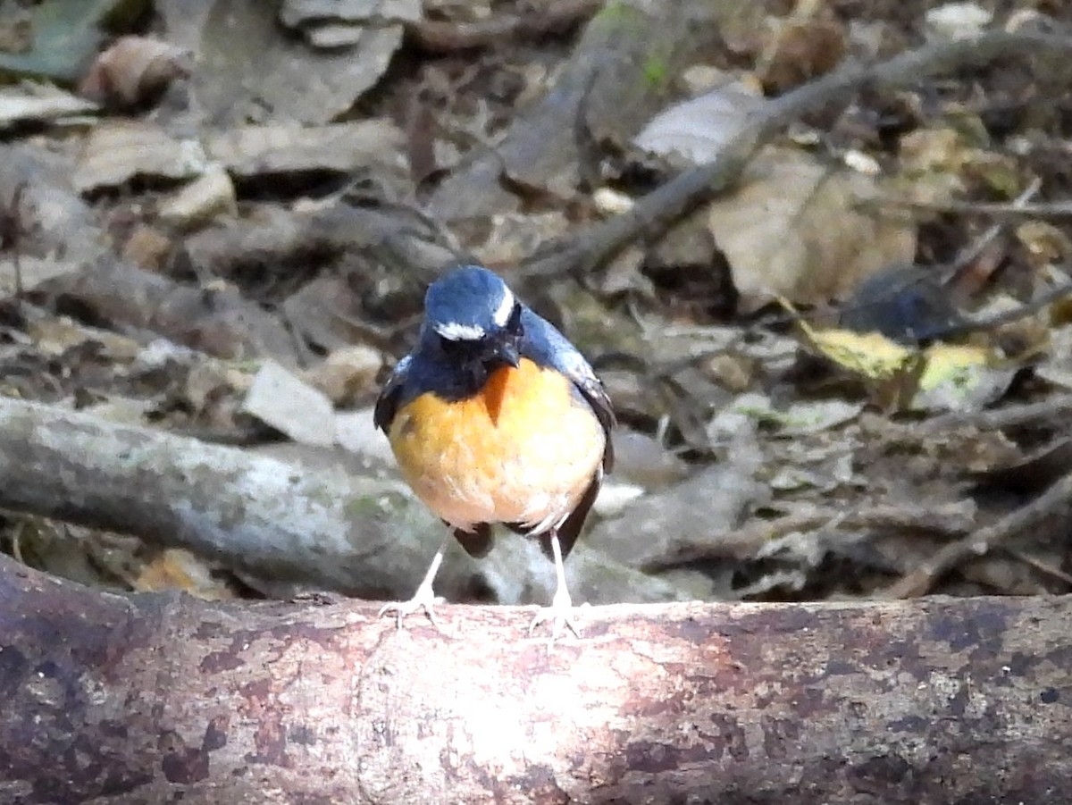 Snowy-browed Flycatcher - ML642694987