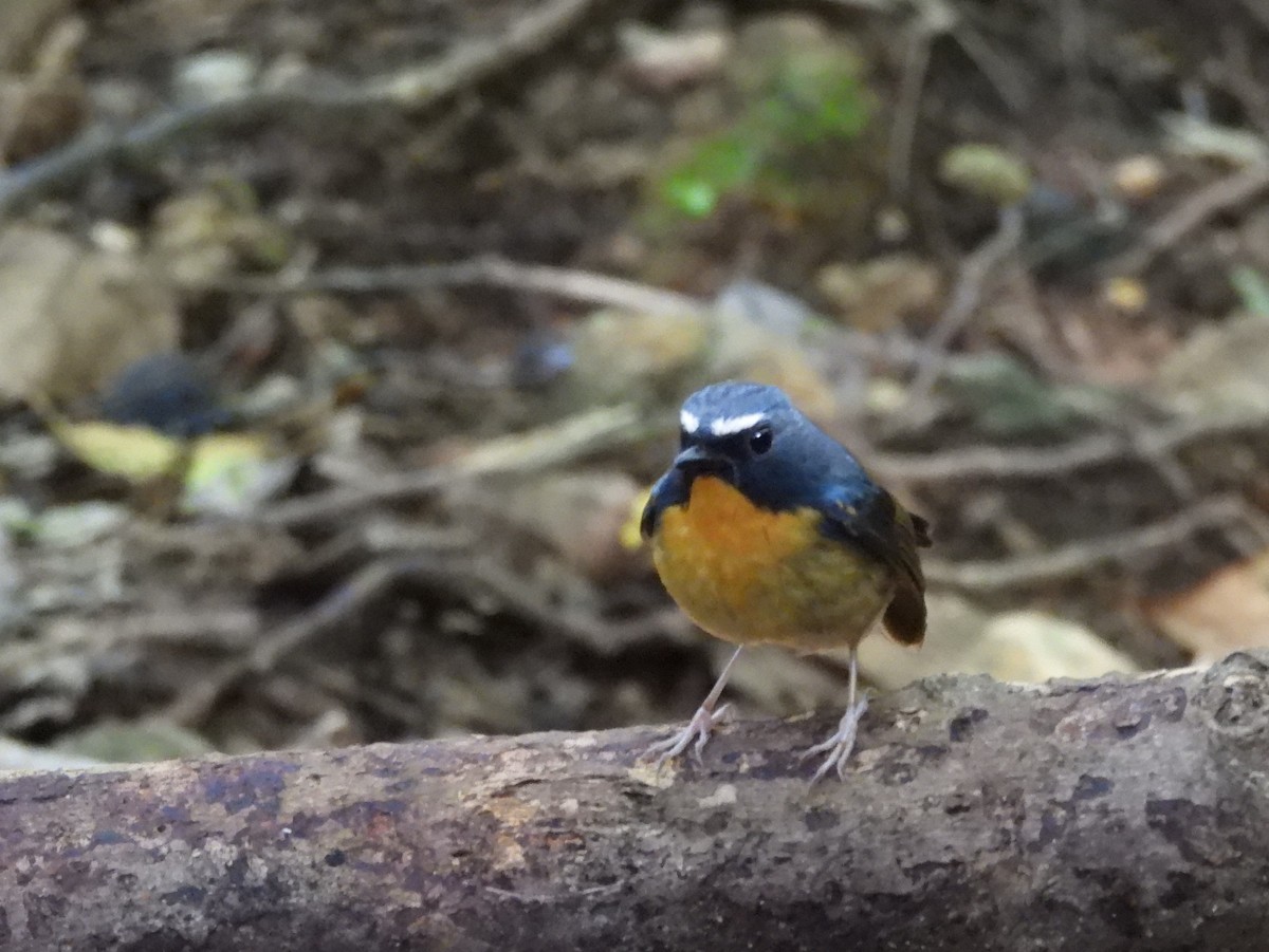 Snowy-browed Flycatcher - ML642694992