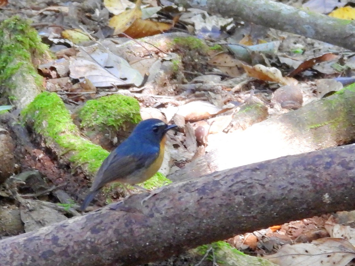 Snowy-browed Flycatcher - ML642694995