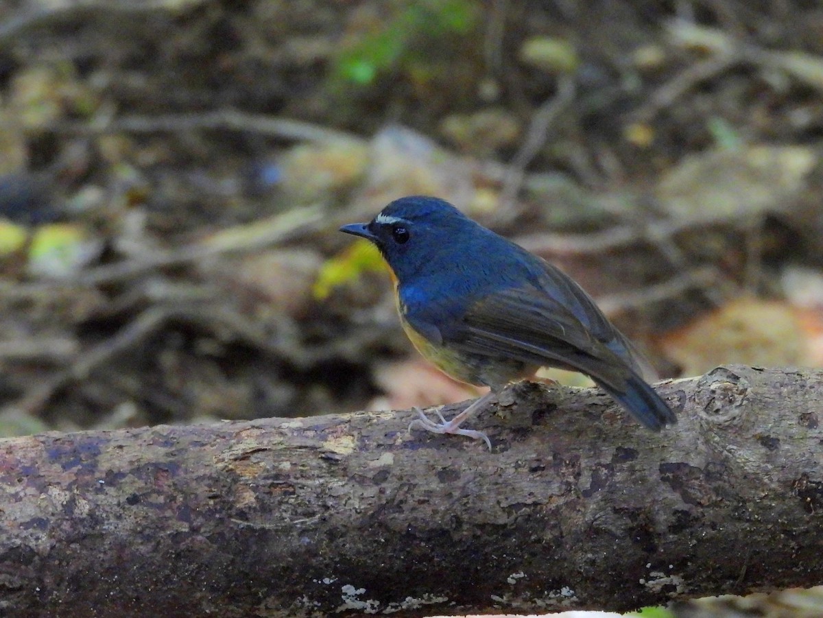 Snowy-browed Flycatcher - ML642694996