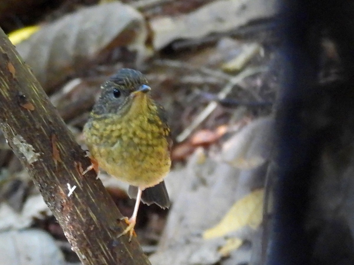 Snowy-browed Flycatcher - ML642694997