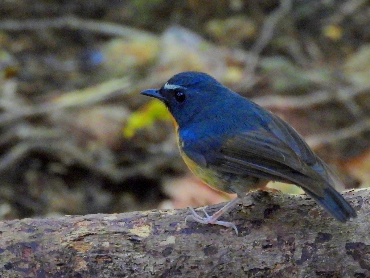 Snowy-browed Flycatcher - ML642694998