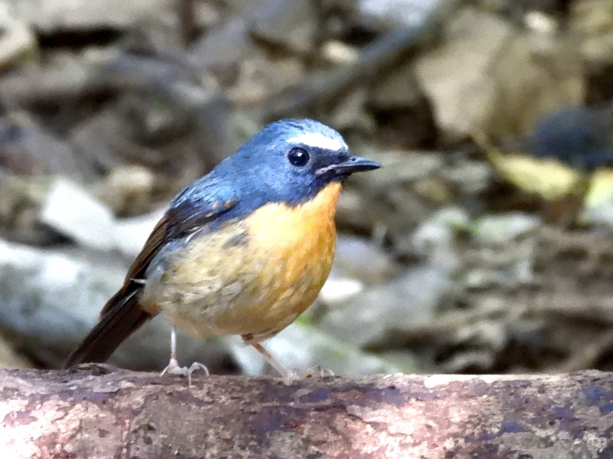 Snowy-browed Flycatcher - ML642694999