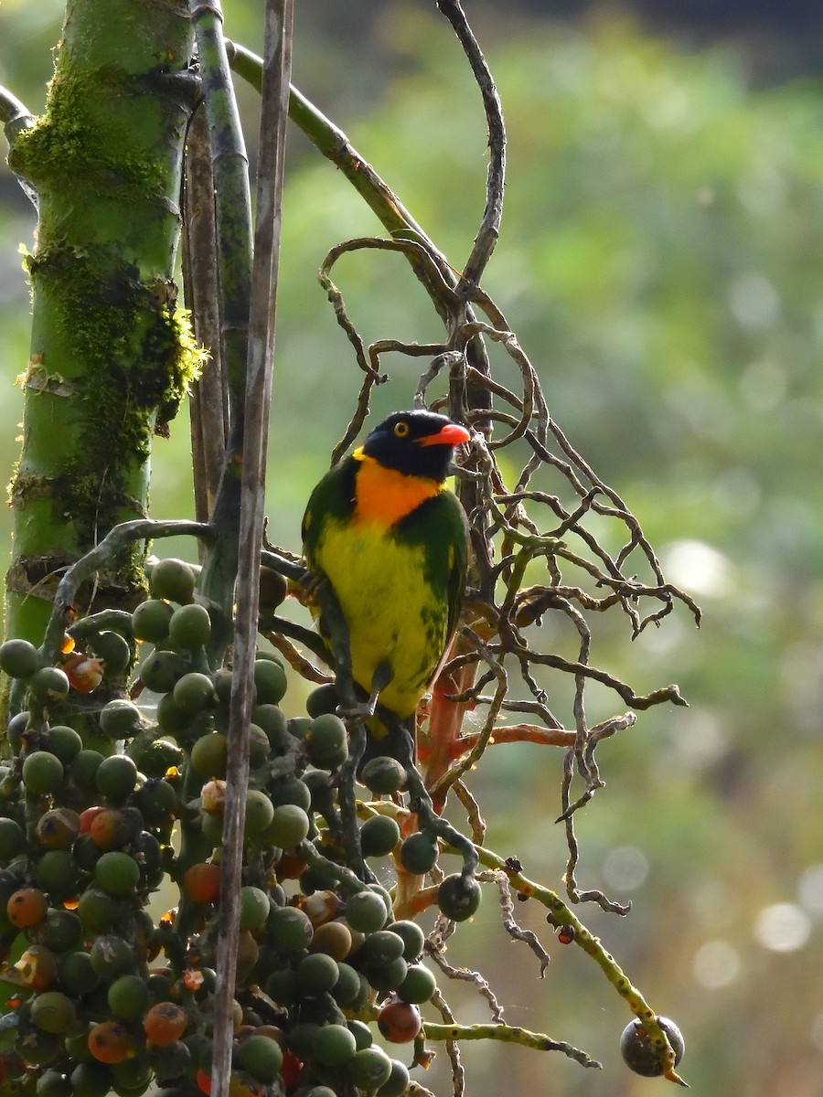 Orange-breasted Fruiteater - ML642695003