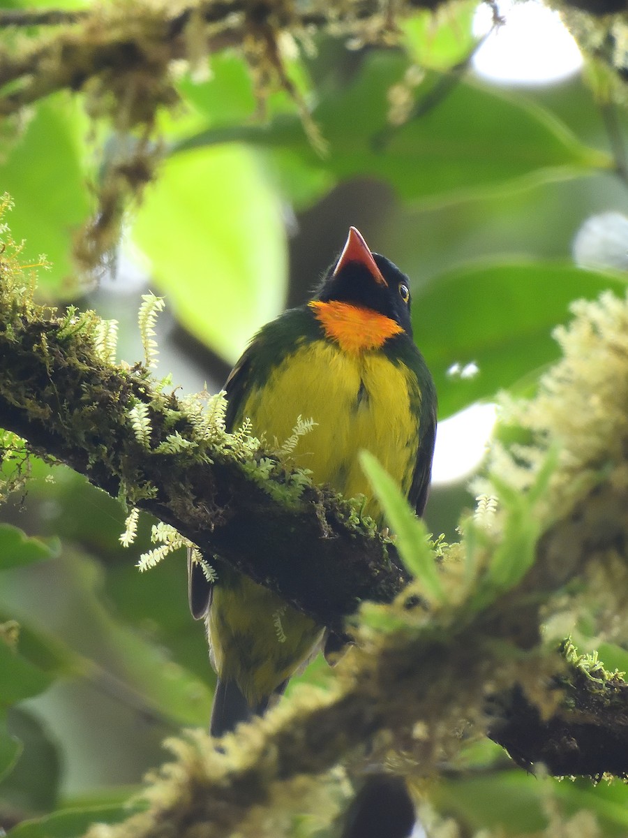 Orange-breasted Fruiteater - ML642695004