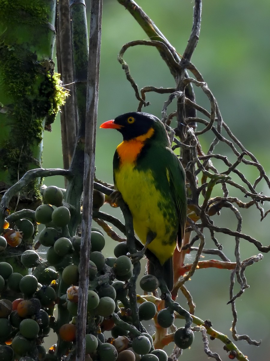 Orange-breasted Fruiteater - ML642695007
