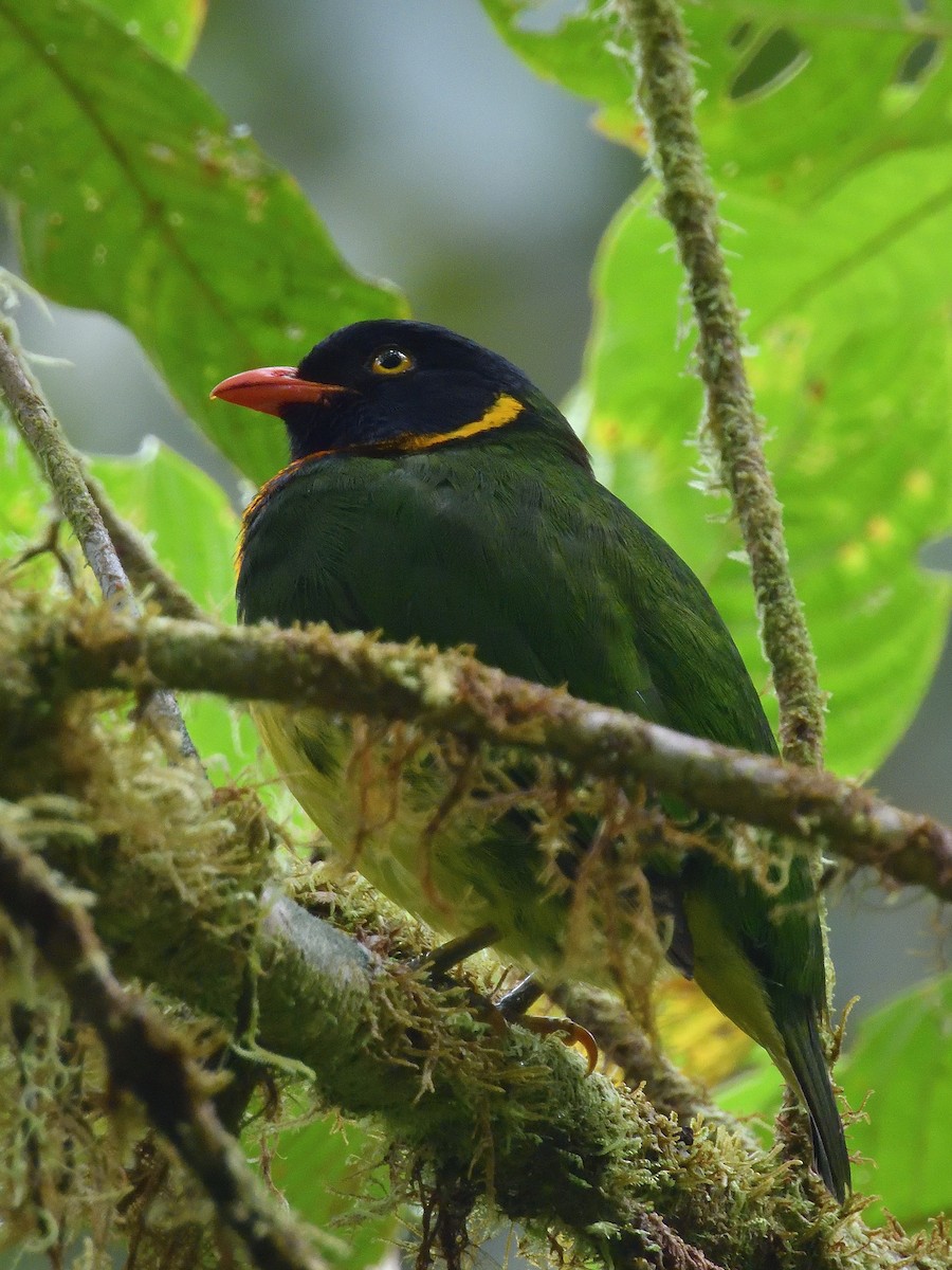 Orange-breasted Fruiteater - ML642695008