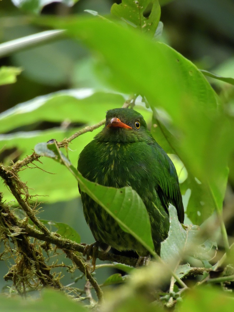 Orange-breasted Fruiteater - ML642695010