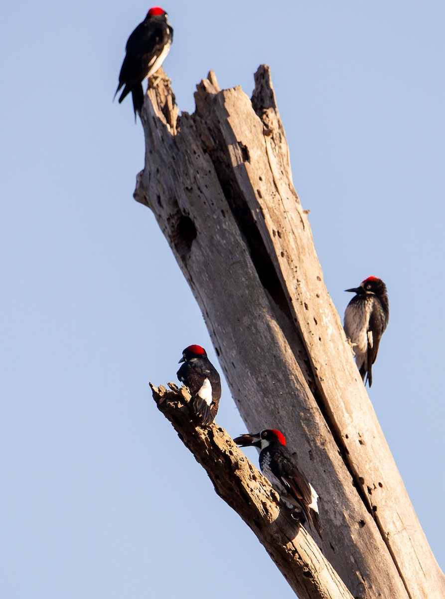 Acorn Woodpecker - ML642695013