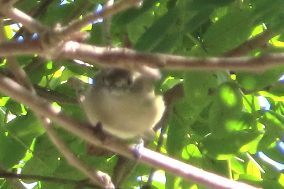 Empidonax sp. - ML642695014