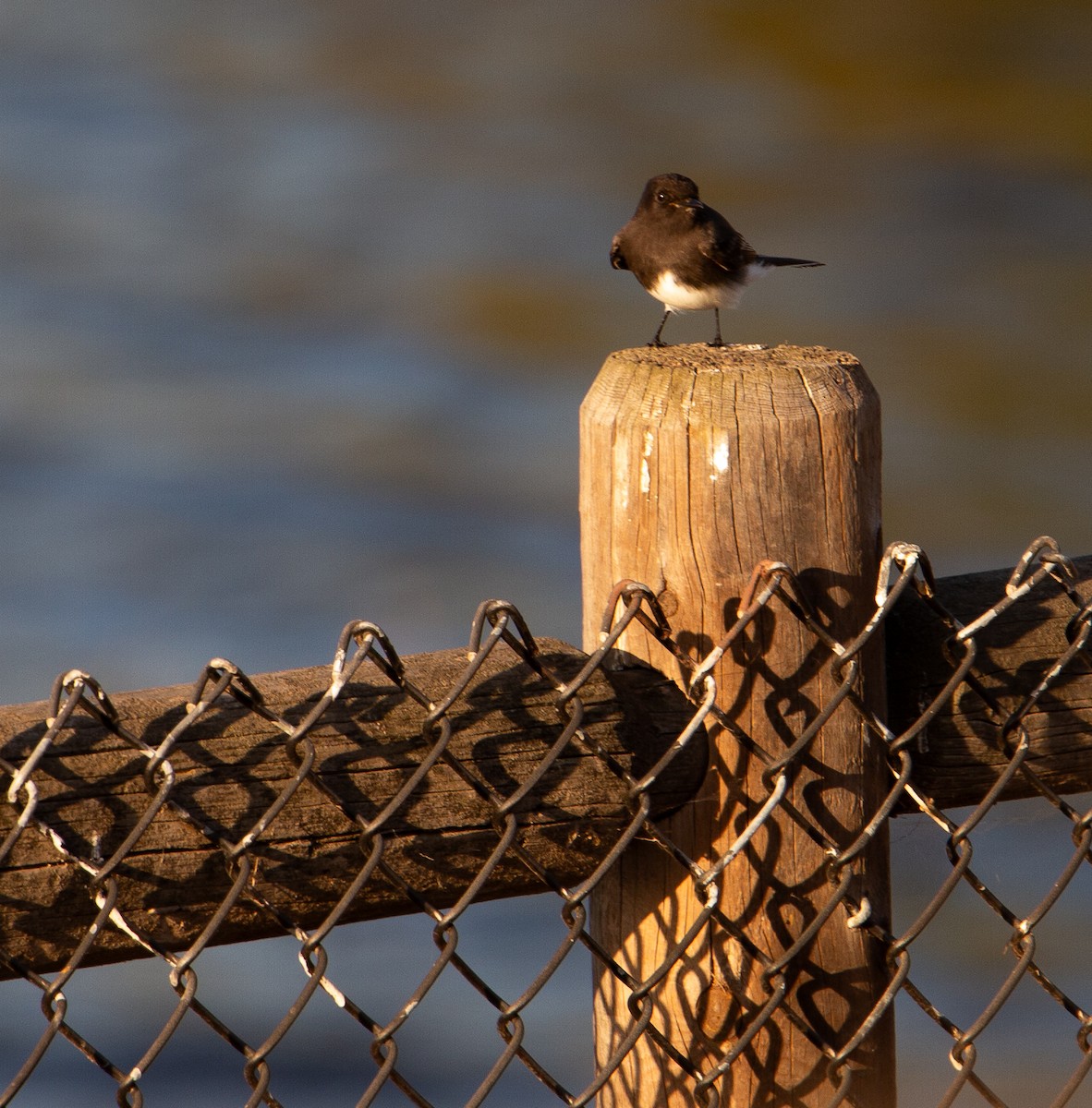 Black Phoebe - ML642695016