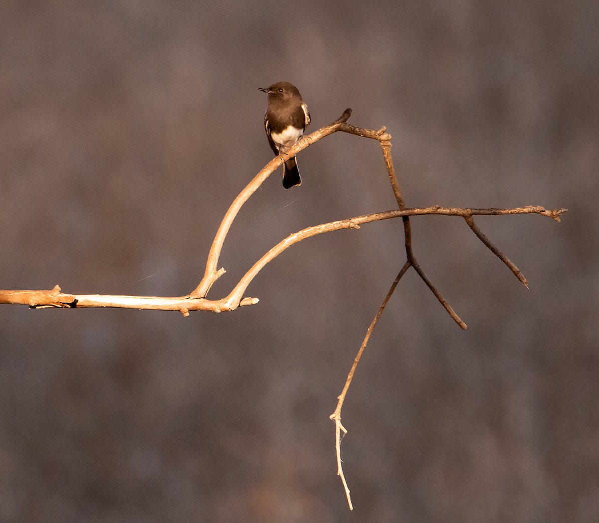 Black Phoebe - ML642695017