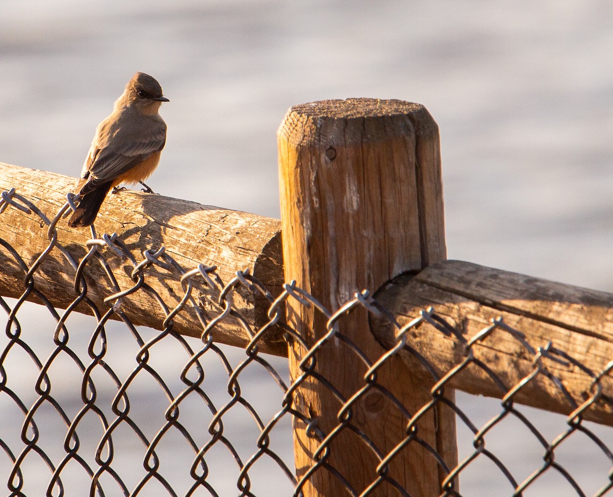 Say's Phoebe - ML642695018
