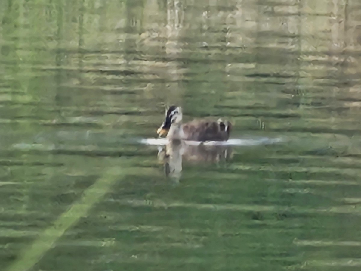 Eastern Spot-billed Duck - ML642695019