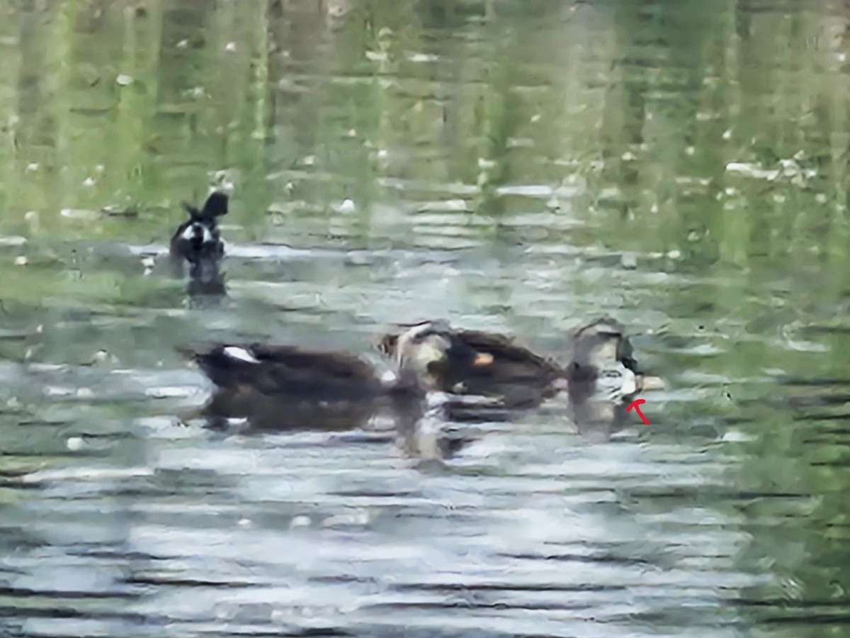 Eastern Spot-billed Duck - ML642695020