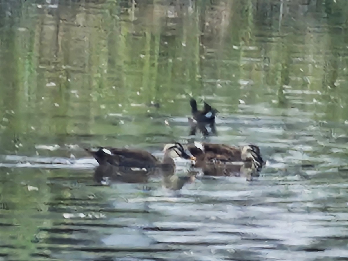 Eastern Spot-billed Duck - ML642695022