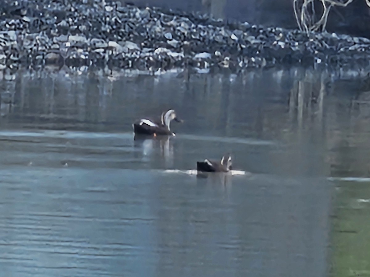 Eastern Spot-billed Duck - ML642695023