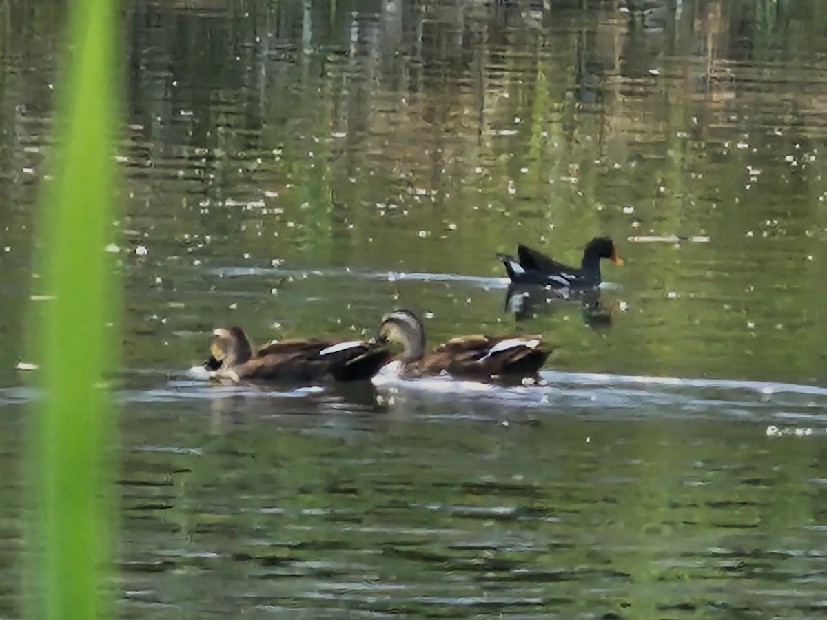 Eastern Spot-billed Duck - ML642695025