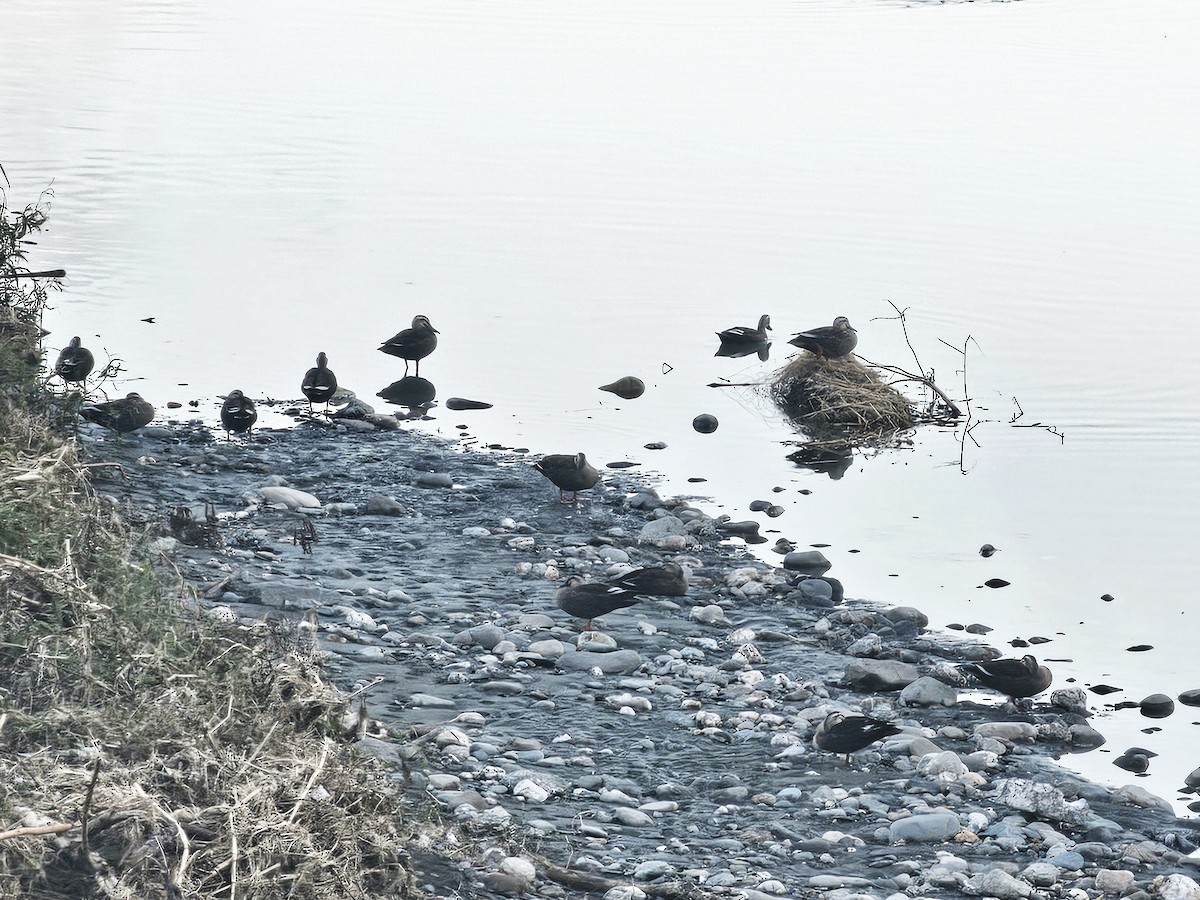 Eastern Spot-billed Duck - ML642695026