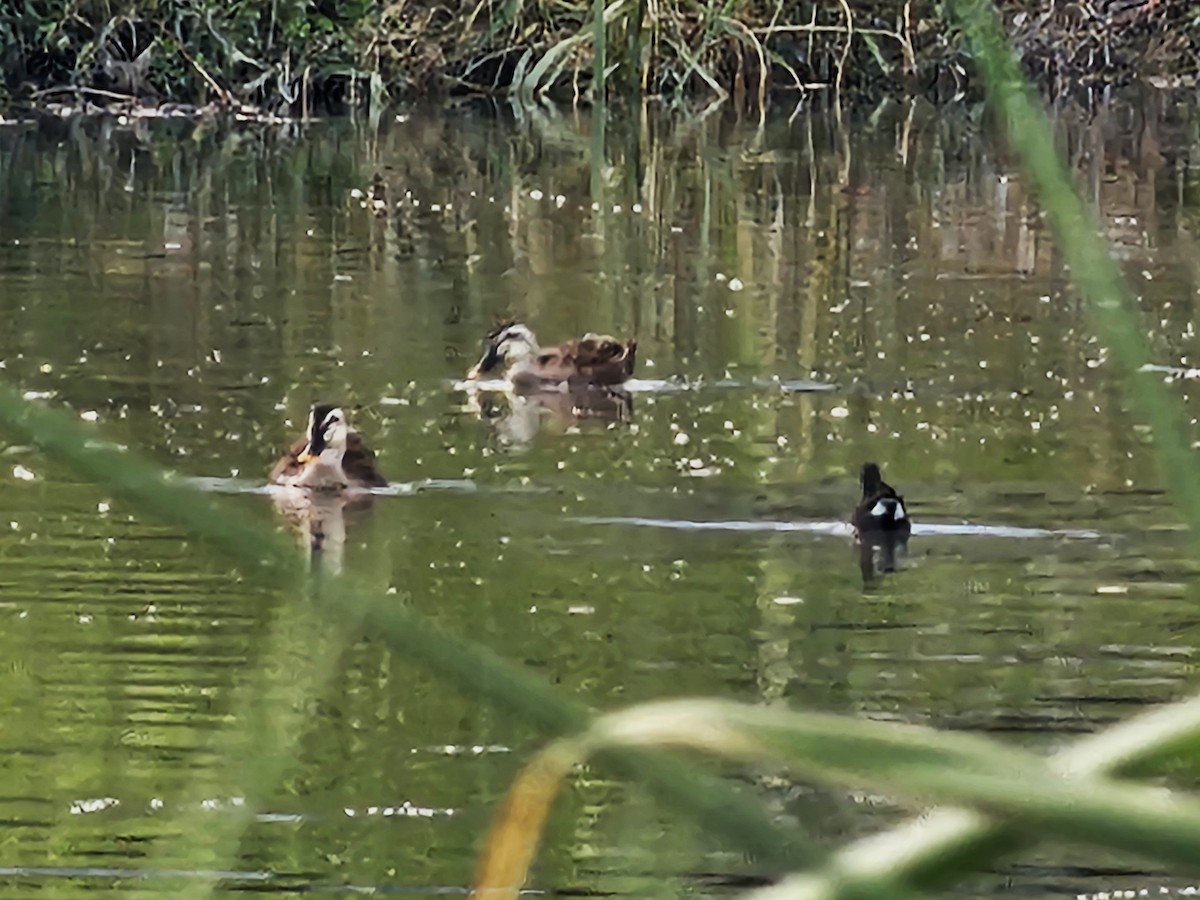 Eastern Spot-billed Duck - ML642695027