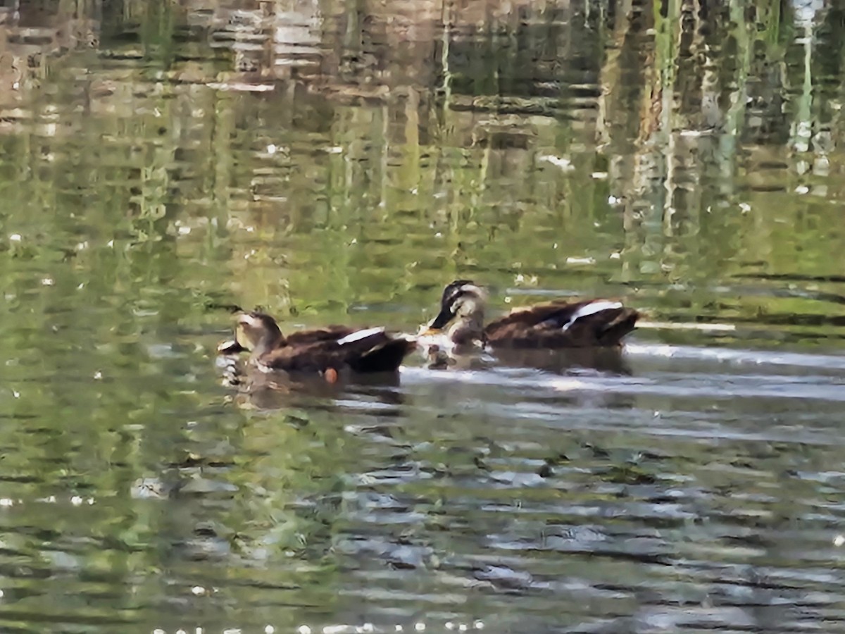 Eastern Spot-billed Duck - ML642695028