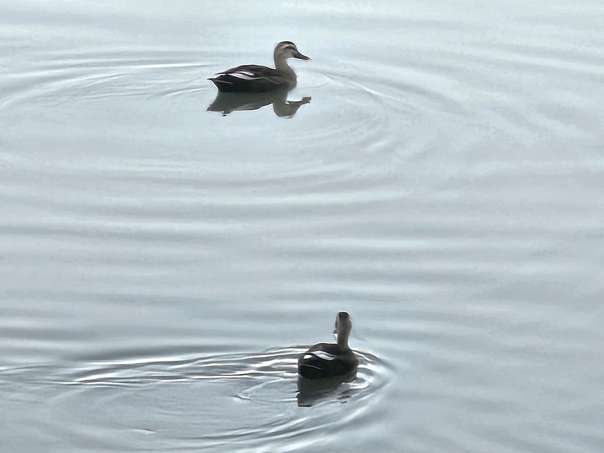 Eastern Spot-billed Duck - ML642695029