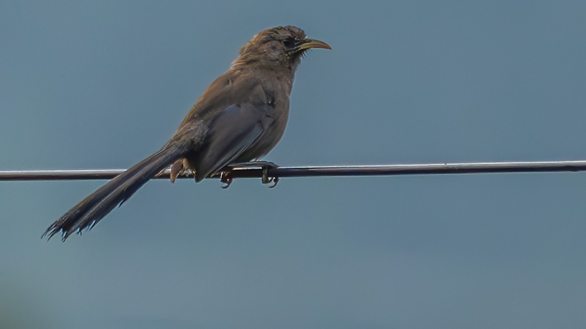 Pere David's Laughingthrush - ML642695037