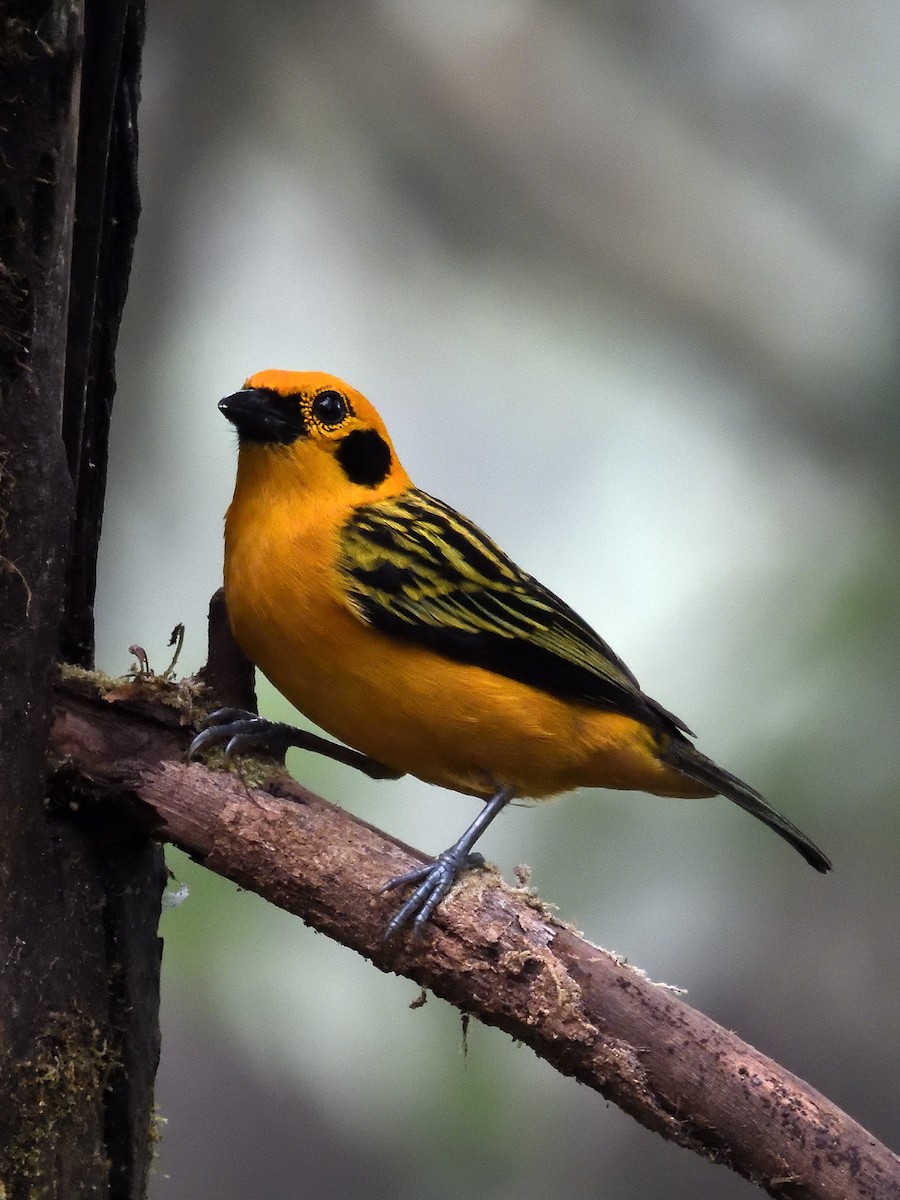 Golden Tanager - ML642695038