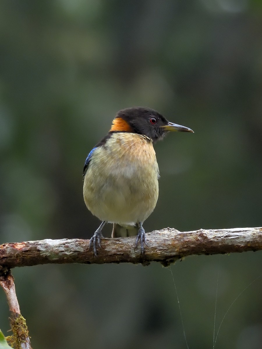 Golden-collared Honeycreeper - ML642695040