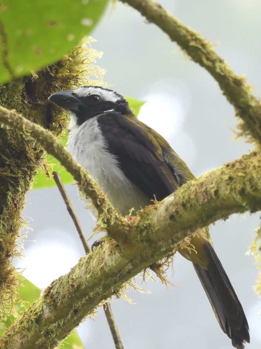 Black-winged Saltator - ML642695057