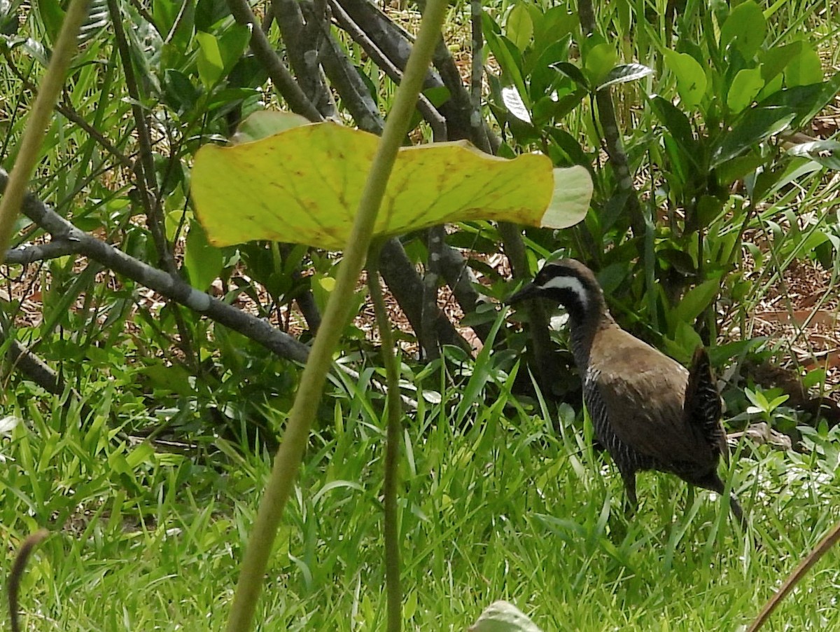 Barred Rail - ML642695058